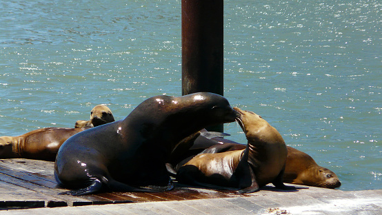 Leones marinos, San Francisco, California - Estados Unidos