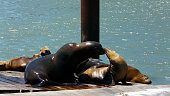 Sea Lions, San Francisco, California, United States