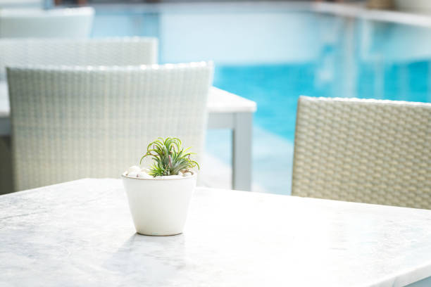 A cactus or succulent plant in white flower pot is placed on marble table with blurred background of swimming pool and poolside bar at luxury hotel. Interior decoration object photo.