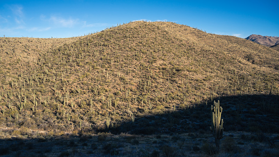 Multitude of saguaros on Pine Creek Loop Trail in Tonto National Forest