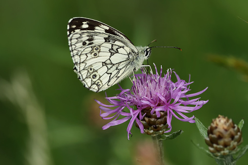 A great white marbled is sitting on a flower.