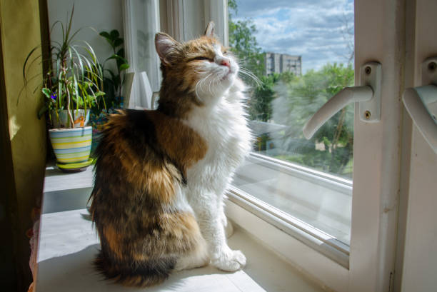istock Fluffy ginger cat on the window looking out and narrowing eyes 1932673581