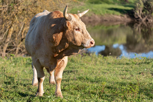 Cattle grazing in the pasture looking at the camera on sunny day