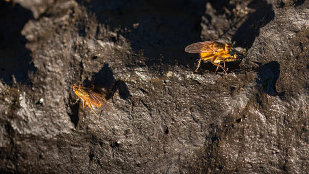 Yellow flies wallowing in cow shit Beautiful yellow flies with red eyes with contrasting background of cow shit in spring cow dung stock pictures, royalty-free photos & images