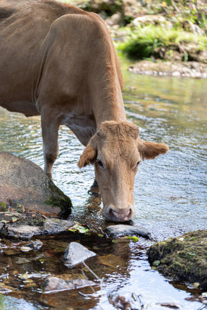istock Cow in the river moving and drinking water 1932679077