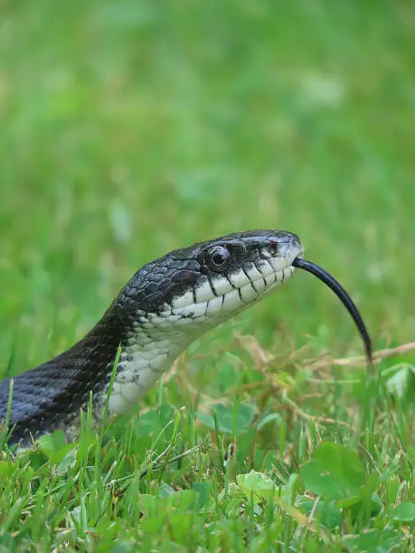 Black Snake tasting the air