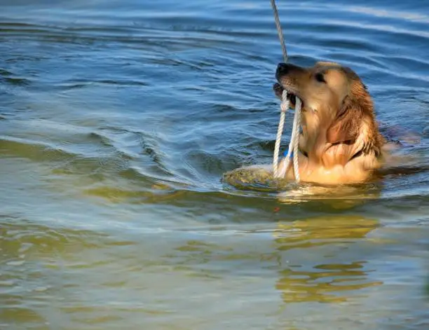 Cute Golden Retriever playing with a rope in the water.