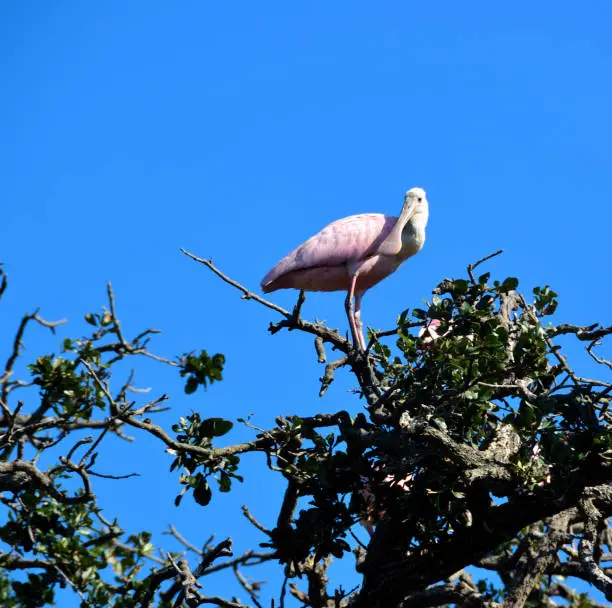 Beautiful Spoonbill on top of tree at marshland Florida, USA.