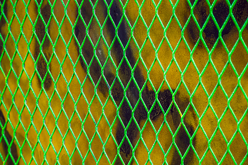 Green wire mesh with yellow painting background, NYC, USA