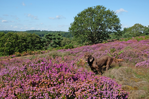 A brown working cocker spaniel stood amongst pink wild heather on sandy heathland, Puttenham Common, Surrey, UK