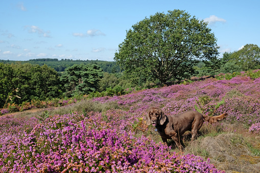 A brown working cocker spaniel stood amongst pink wild heather on sandy heathland, Puttenham Common, Surrey, UK