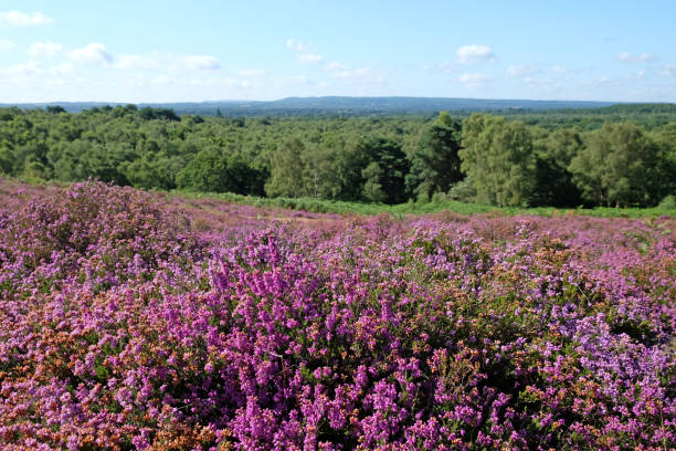 istock Pink wild heather on sandy heathland, Puttenham Common, Surrey, UK 1932698822