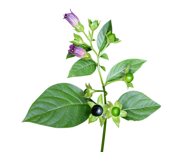 belladonna, Atropa belladonna or deadly nightshade, is a toxic perennial herbaceous plant in the nightshade family Solanaceae.
