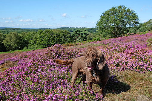 A brown working cocker spaniel stood amongst pink wild heather on sandy heathland, Puttenham Common, Surrey, UK