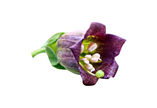 belladonna, Atropa belladonna or deadly nightshade, is a toxic perennial herbaceous plant in the nightshade family Solanaceae.
