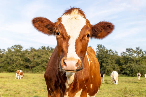 istock Curious cow, oncoming head approaching, red and white, cute eyes and pink nose 1932705935