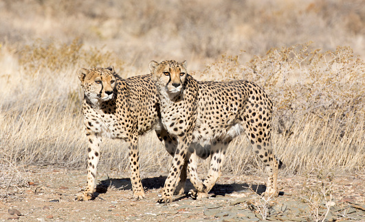 Photo of two cheetah in Namibia