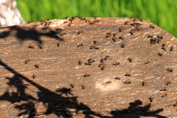 istock Lots of ants walking on an old tree trunk 1932710187