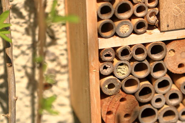 istock wild bee flying in front of insect shelter 1932710203