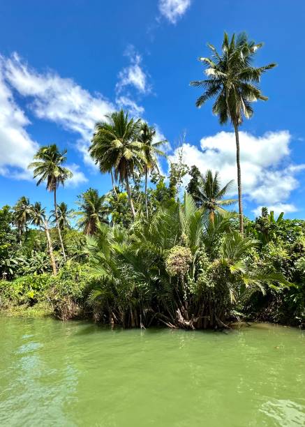 loboc river cruise - palmen am ufer des wunderschönen grünen flusses - mode of transport boracay mindanao palawan stock-fotos und bilder