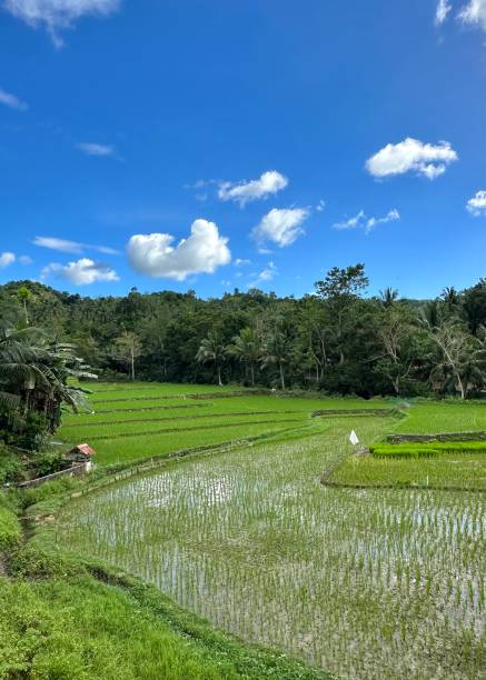 rice terraces in bohol, philippines - nautical vessel philippines mindanao palawan imagens e fotografias de stock