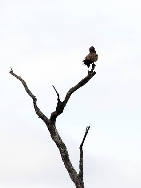 istock Photo of a brown snake eagle on a tree 1932711266