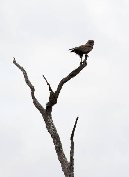 istock Photo of a brown snake eagle on a tree 1932711283