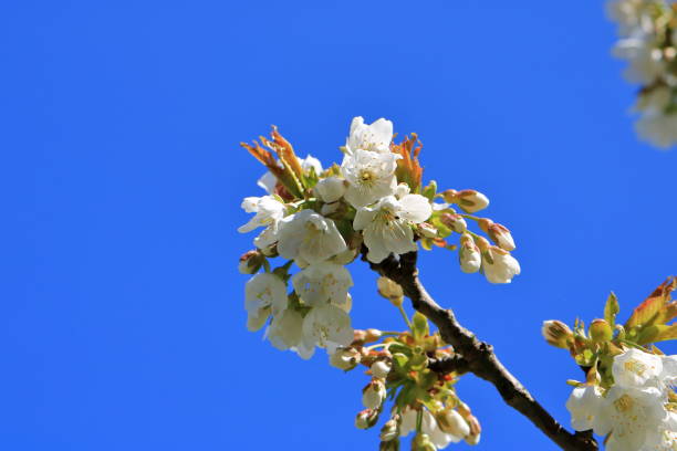 istock The branch of a blossoming tree. Cherry tree in white flowers in Germany 1932711293