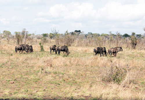 A view of several Wildebeest in Southafrica