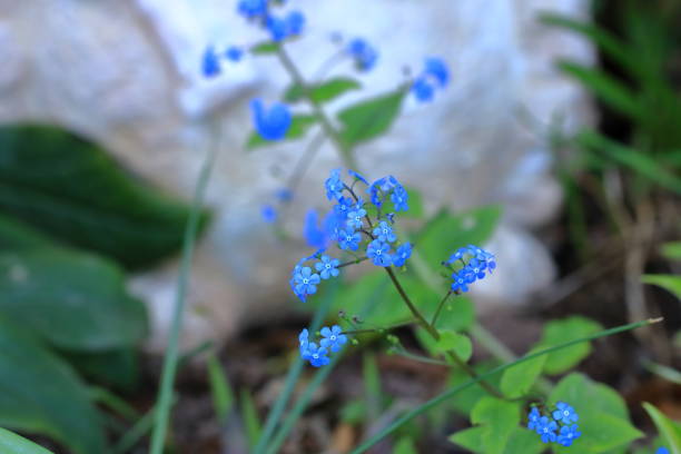 blue flowers of the true forget-me-not (Myosotis scorpioides)