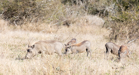 A photo of a common warthog in Southafrica