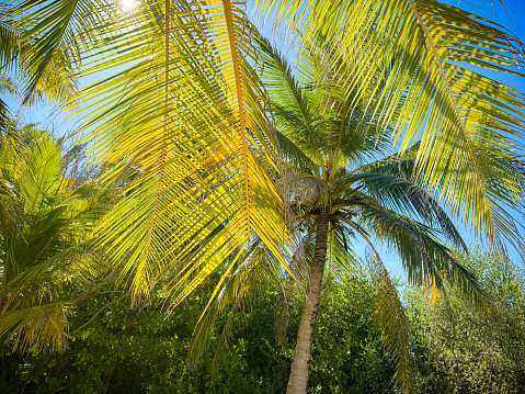 Beautiful natural palm empty pattern. Perfect background with young green tropical leaves of a palm. Foliage plant, jungle nature texture for summer tropical paradise advertising. Copy space. Kenya, Africa.