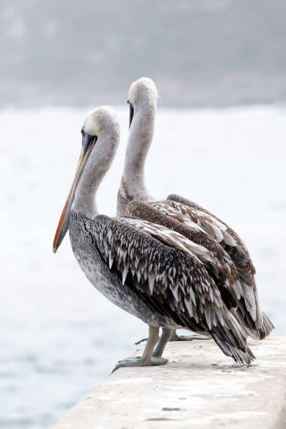 istock A photo of Peruvian pelican birds 1932713871