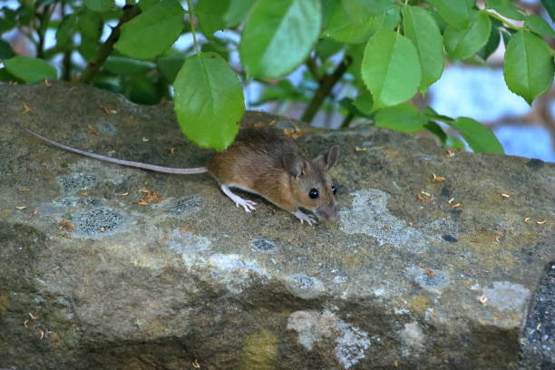 istock Cute looking mouse in front of a brick wall searching for food 1932714636