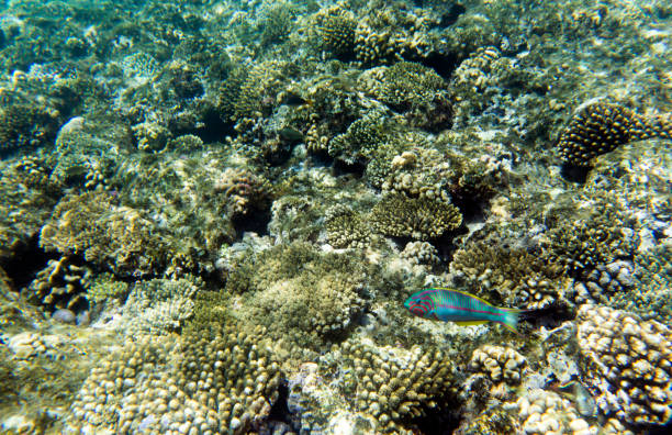 Under water photo of coral reef in Egypt