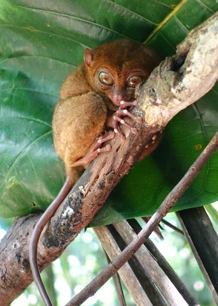 tarsier in a tree in bohol, philippines - nautical vessel philippines mindanao palawan imagens e fotografias de stock