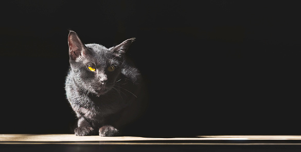 Light and shadow on black cat is laying down on the floor in dark background, panoramic view with copy space