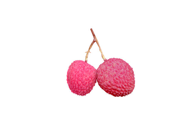 Lychee, Litchi, Litchi chinensis or LEE chee, is a popular fruit that is highly nutritious.