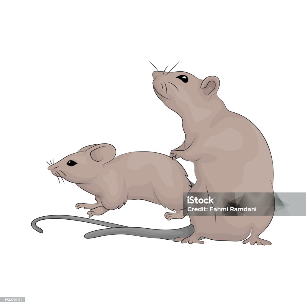 2 Mouse Drawing Two Mouse Stock Illustration - Download Image Now - Animal, Animal Hair ...