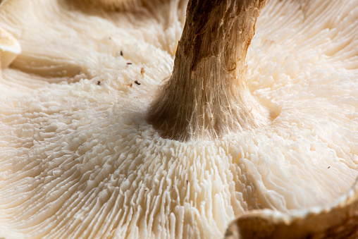 Underneath side of fungi