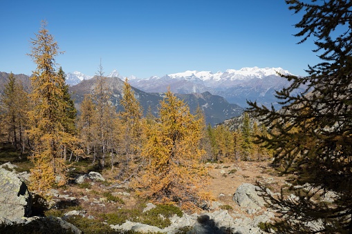It is a sunny autumn day in the National Park of Mont Avic. The larch trees are changing their colours. In the background the Monte Rosa massif and the Matterhorn.