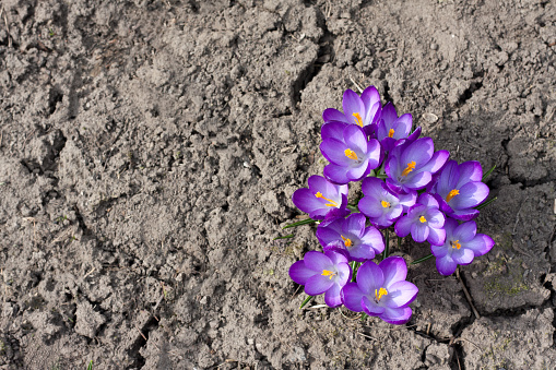 a macro image of blue crocuses taken near ground level and using differential focus to give the impression of a \