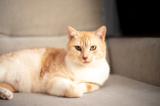 Beautiful ginger cat is lying on sofa in living room at home.