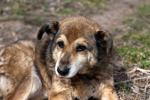 Portrait of mongrel brown dog. Adult dog lies on grass, sad look. Spring. Outdoor. National Mutt Day. Focus point on eyes.