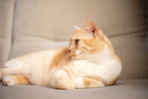 Beautiful ginger cat is lying on sofa in living room at home.