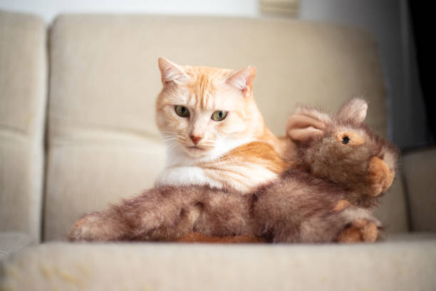 istock Ginger domestic cat is lying on sofa at home. 1932750836