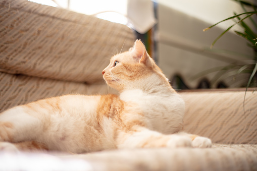 Beautiful ginger cat is lying on sofa in living room at home.