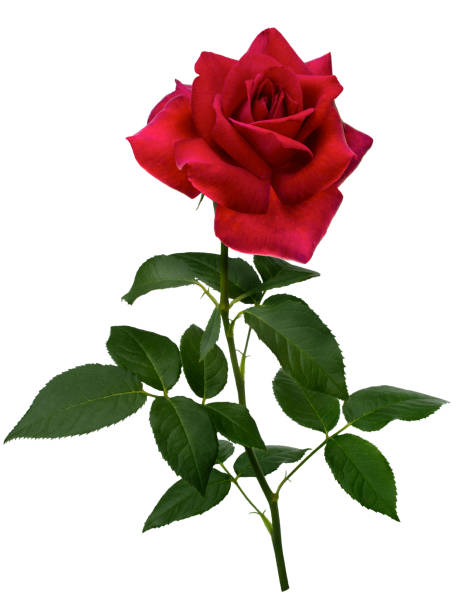 istock Dark red rose with green leaves isolated on white 1932753453