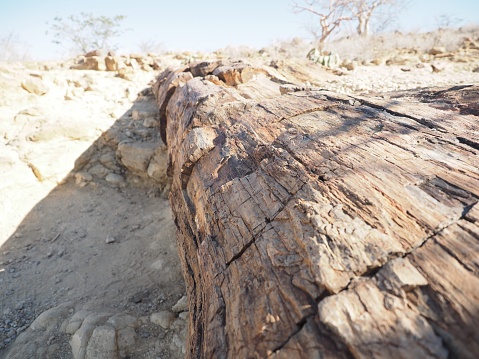 Very old fossil wood is in the Namibian desert