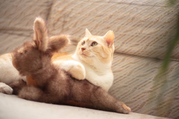 Beautiful ginger cat is lying on sofa in living room at home.